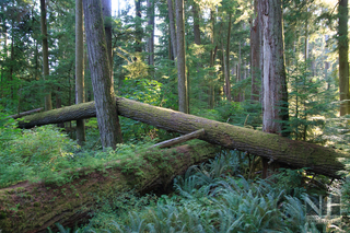 Urwald auf dem Wild Pacific Trail auf Vancouver Island, Kanada