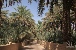 Oase in Al Ain, Emirat Abu Dhabi, Vereinigte Arabische Emirate (VAE)