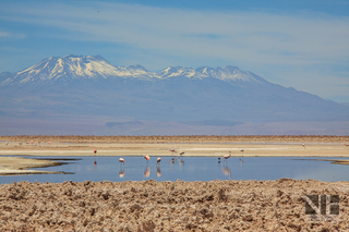 Laguna Chaxa bei San Pedro de Atacama, Region Antofagasta, Chile